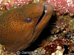 Come out and brush your teeth... don't be shy
Similan ph... by Janice Chan 